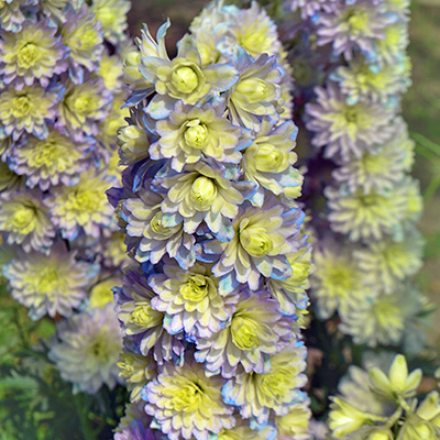 ridderspoor-(Delphinium-Highlander-Crystal-Delight)