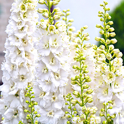 ridderspoor-(Delphinium-Pacific-Giant-Galahad)