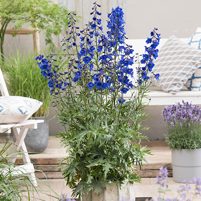 ridderspoor-(Delphinium-belladonna-Bella-Andes-Blue)