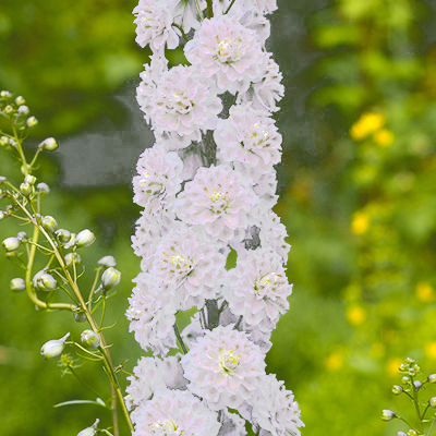 ridderspoor-(Delphinium-elatum-Highlander-Samba)