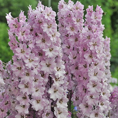 riddersporen-(Delphinium-eletum-Amara-Barbara-EUAPAF)