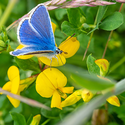 rolklaver-(Lotus-corniculatus-Pleniflorus)