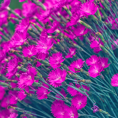 rotsanjer-(Dianthus-gratianopolitanus-Firewitch)