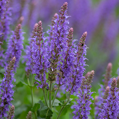 salie-(Salvia-Edula-Blue)