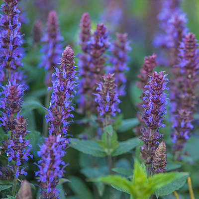 salie-(Salvia-nemorosa-Ostfriesland)