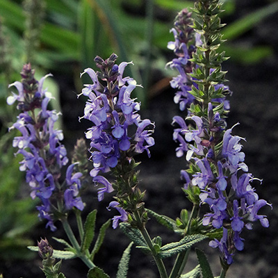 salie-(Salvia-sylvestris-Rhapsody-in-Blue)