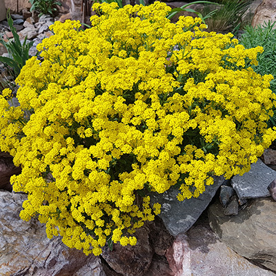 schildzaad-(Alyssum-montanum-Berggold)