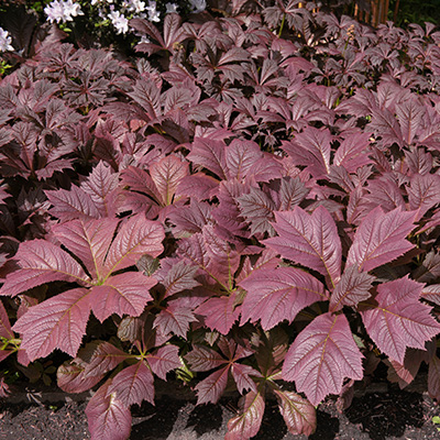 schout-bij-nacht-(Rodgersia-pinnata-Chocolate-Wings)