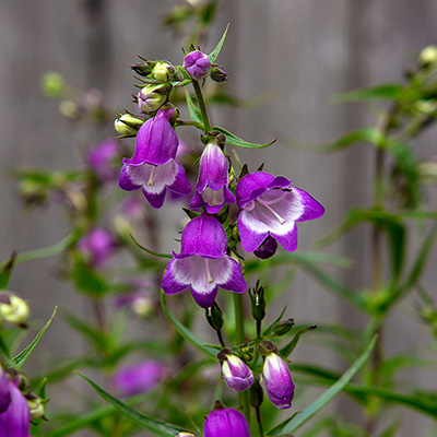 slangenkop-(Penstemon-Purple-Passion)