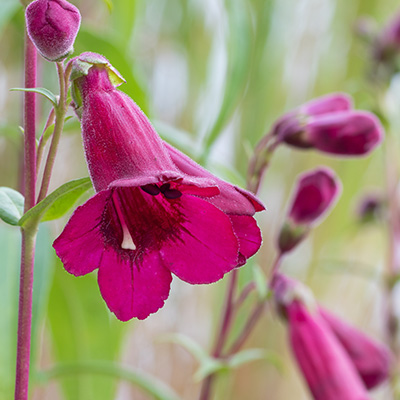 slangenkop-(Penstemon-Rich-Ruby)