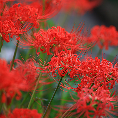 spinlelie-(Lycoris-radiata-var.-pumila-Red-China)