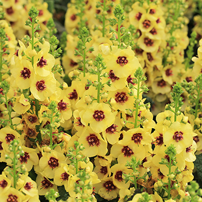 toorts-(Verbascum-Dark-Eyes-EU19206PP16986)