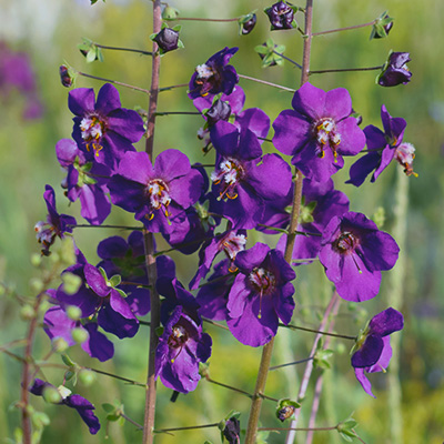 toorts-(Verbascum-Violet-Hill)