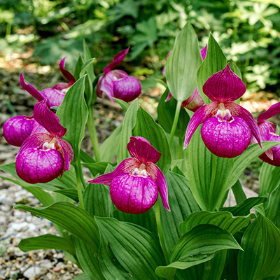 tuinorchidee-venusschoentje-(Cypripedium-Pink)