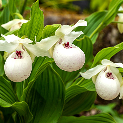 tuinorchidee-venusschoentje-(Cypripedium-White)