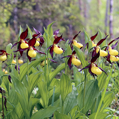 tuinorchidee-venusschoentje-(Cypripedium-yellow)