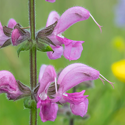 veldsalie-(Salvia-Royal-Crimson-Distinction)