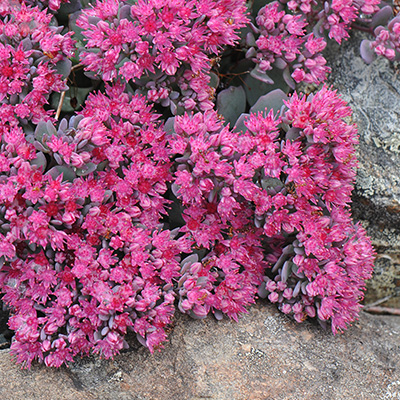 vetkruid-(Sedum-cauticola-Robustum)