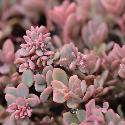 vetkruid-(Sedum-cyaneum-Rosenteppich)