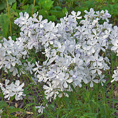 vlambloem-(Phlox-divaricata-May-Breeze)