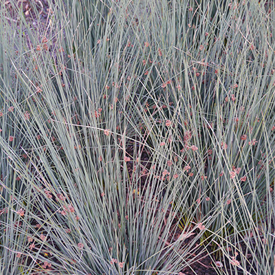 zeegroene-rus-(Juncus-inflexus-Blue-Arrows)