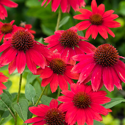 zonnehoed-(Echinacea-SunSeekers-Red-EU49173PP28825)