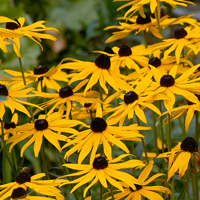 zonnehoed-(Rudbeckia-fulgida-Goldsturm)