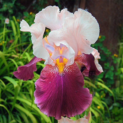 zwaardlelie-(Iris-germanica-Cranberry-Swirl)