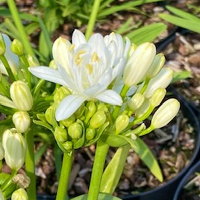 Afrikaanse-Lelie-(Agapanthus-Africanus-Double-Diamonds)