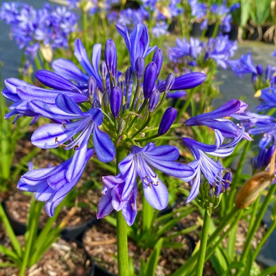 Afrikaanse-Lelie-(Agapanthus-africanus-Charlotte)