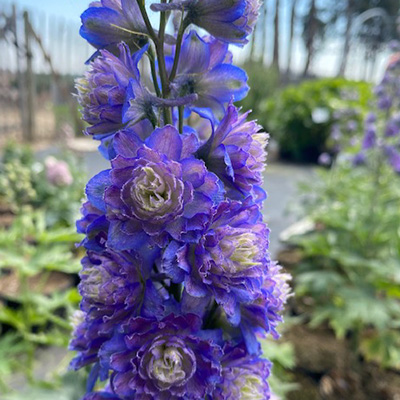 ridderspoor-(Delphinium-Highlander-Blueberry-Pie)