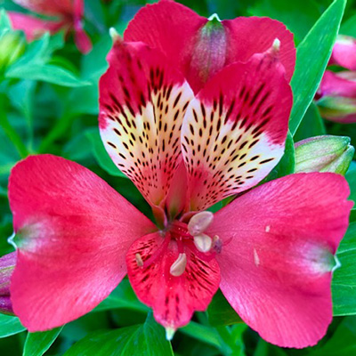 Incalelie-(Alstroemeria-Compact-Gaspard)