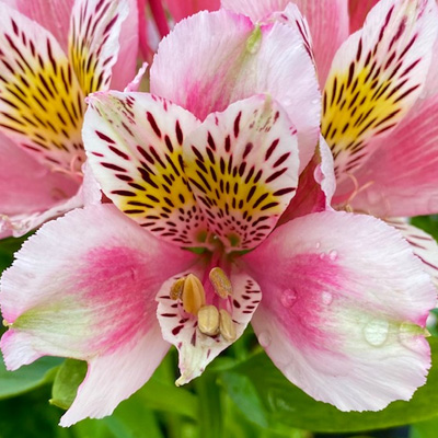 Incalelie-(Alstroemeria-Dukes-William)