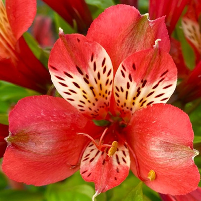 Incalelie-(Alstroemeria-Louis-Improved)