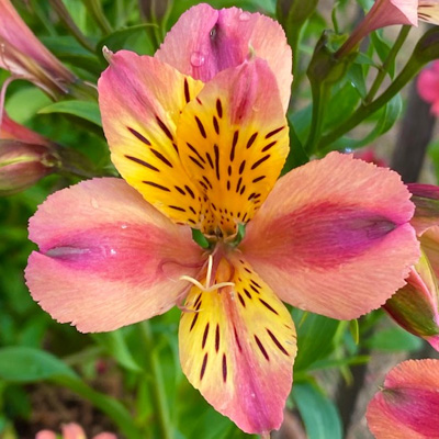 Incalelie-(Alstroemeria-Majestic-Aubance)