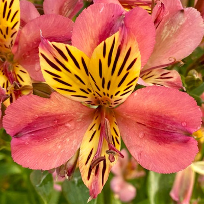 Incalelie-(Alstroemeria-Majestic-Avrille)