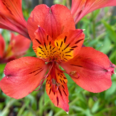 Incalelie-(Alstroemeria-Majestic-Brissac)