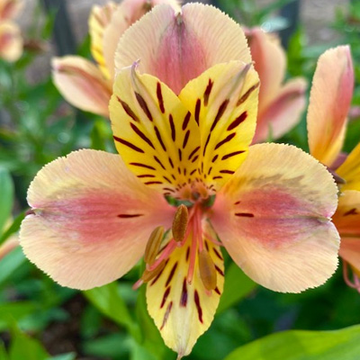 Incalelie-(Alstroemeria-Majestic-Layon)