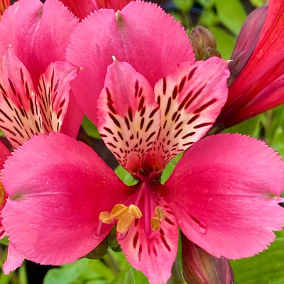 Incalelie-(Alstroemeria-Majestic-Marce)