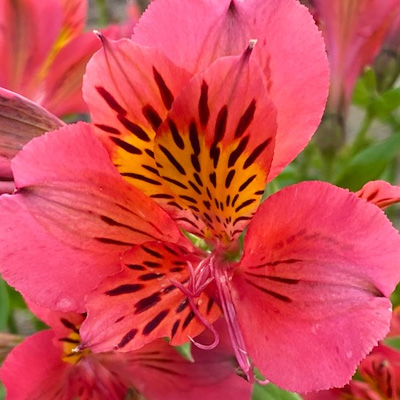 Incalelie-(Alstroemeria-Majestic-Tierce)