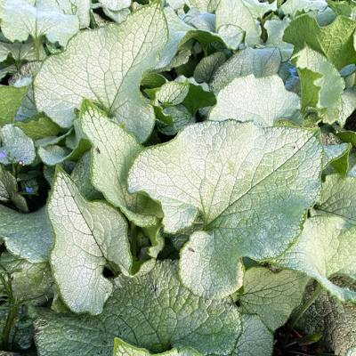 Kaukasisch-vergeet-me-nietje-(Brunnera-macrophylla-Jack-Frost)