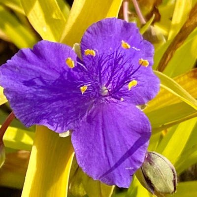 Mozes-in-het-rieten-mandje-(Tradescantia-andersoniana-Sweet-Kate)