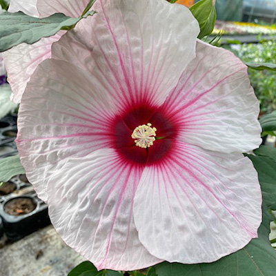 Newbiscus-(Hibiscus-Summerfic-Dark-Mystery)