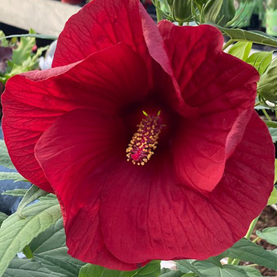 Newbiscus-(Hibiscus-Summerfic-My-Valentine)