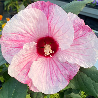 Newbiscus-(Hibiscus-moscheutos-Summerific-Cherry-Cheesecake)