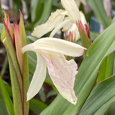 Tibetaanse-gemberorchidee-(Roscoea-beesiana)