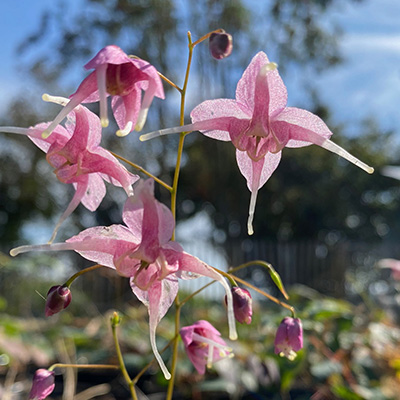 elfenbloem-(Epimedium-grandiflorum-Pretty-in-Pink)