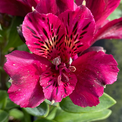 incalelie-(Alstroemeria-Compact-Leonie)