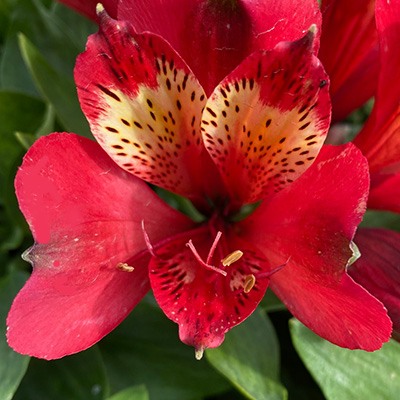 incalelie-(Alstroemeria-Compact-Stella)