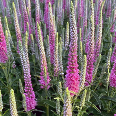 aar-ereprijs-(Veronica-spicata-Anniversary-Roze)